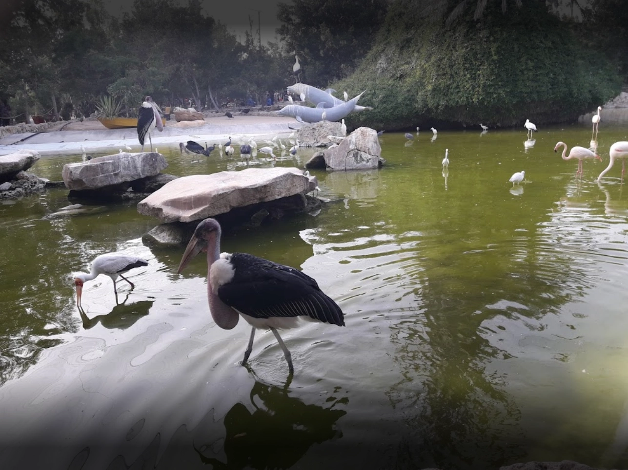 هتل آپارتمان شباویز کیش